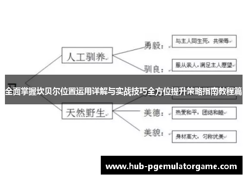 全面掌握坎贝尔位置运用详解与实战技巧全方位提升策略指南教程篇